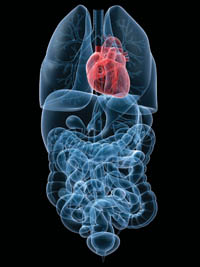 Heart and intestines